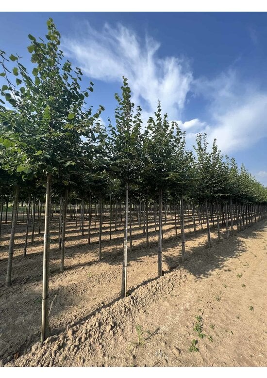Winter-Linde 'Böhlje' | Tilia cordata 'Böhlje'
