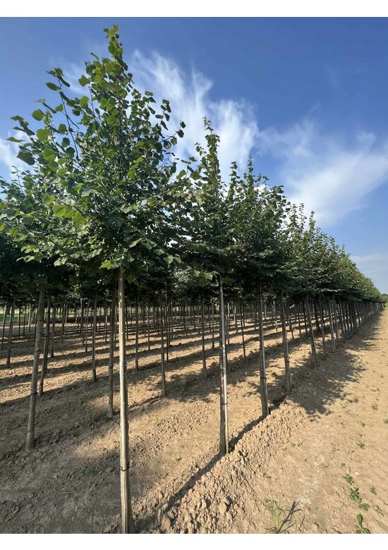 Winter-Linde 'Böhlje' | Tilia cordata 'Böhlje'