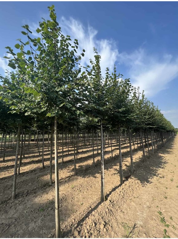 Winterlinde Bohlje | Tilia cordata 'Bohlje' Winterlinde Bohlje | Tilia cordata 'Bohlje'