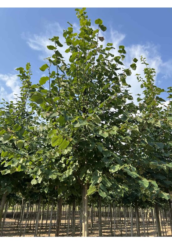 Winter-Linde 'Böhlje' | Tilia cordata 'Böhlje'