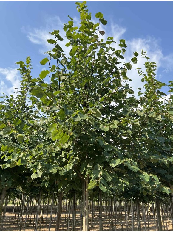 Winterlinde Bohlje | Tilia cordata 'Bohlje' Winterlinde Bohlje | Tilia cordata 'Bohlje'