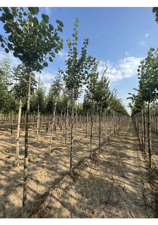 Winter-Linde 'Böhlje' | Tilia cordata 'Böhlje'