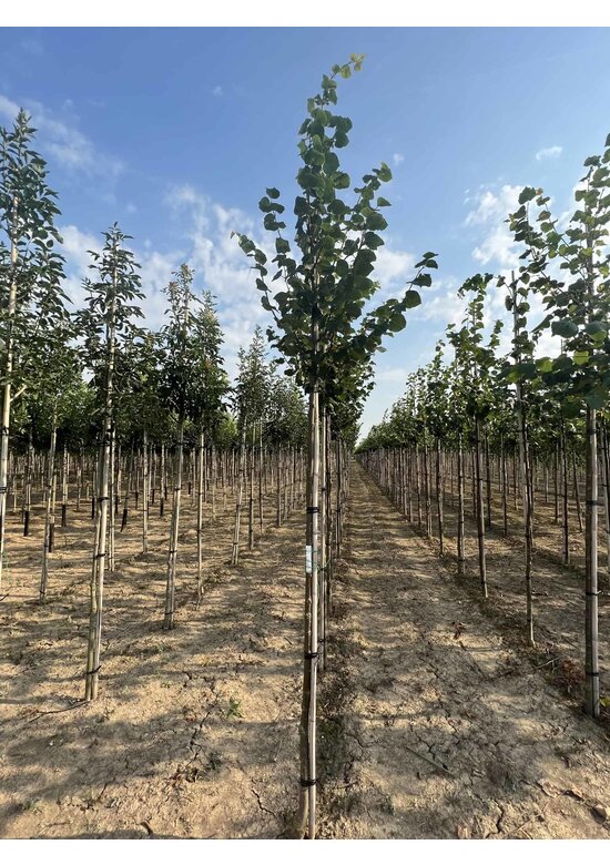 Winter-Linde 'Böhlje' | Tilia cordata 'Böhlje'