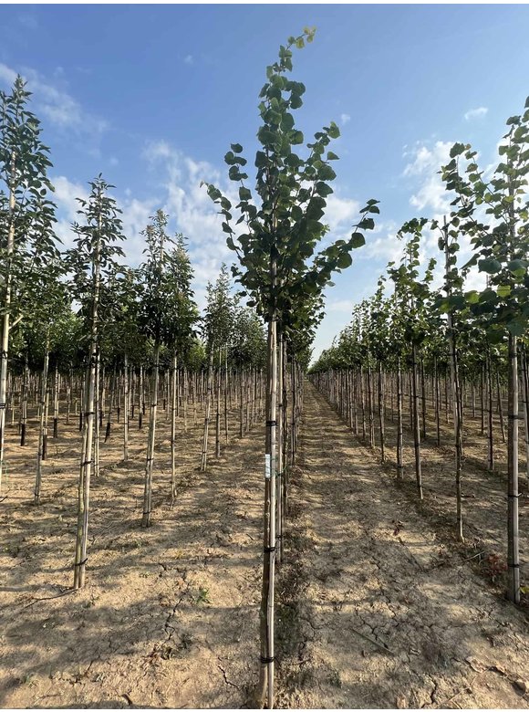 Winterlinde Bohlje | Tilia cordata 'Bohlje' Winterlinde Bohlje | Tilia cordata 'Bohlje'