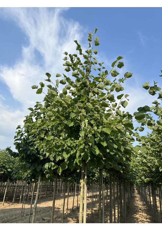 Holländische Linde 'Zwarte Linde' | Tilia europaea