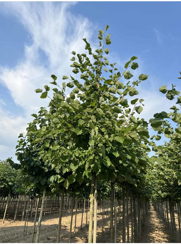 Holländische Linde 'Zwarte Linde' | Tilia europaea Holländische Linde 'Zwarte Linde' | Tilia europaea