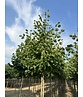 Holländische Linde 'Zwarte Linde' | Tilia europaea