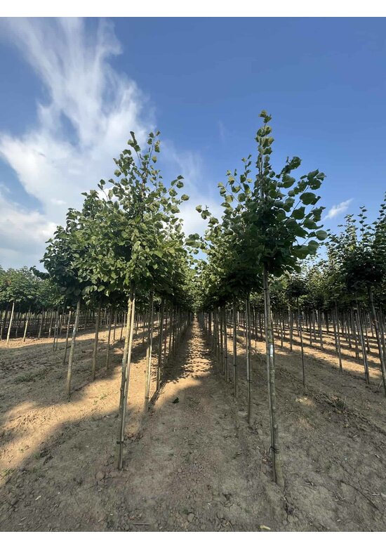Holländische Linde 'Zwarte Linde' | Tilia europaea