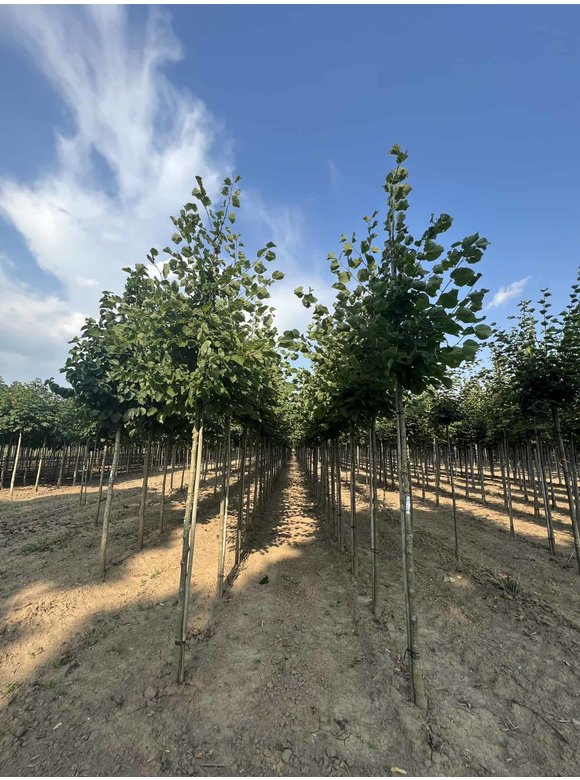 Holländische Linde 'Zwarte Linde' | Tilia europaea Holländische Linde 'Zwarte Linde' | Tilia europaea