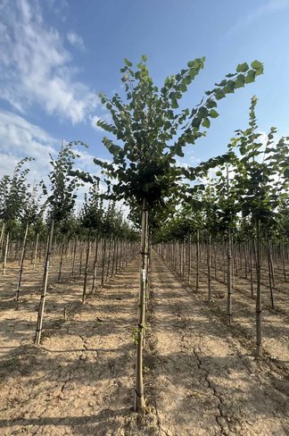 Mongolische Linde 'Buda' | Tilia mongolica 'Buda'