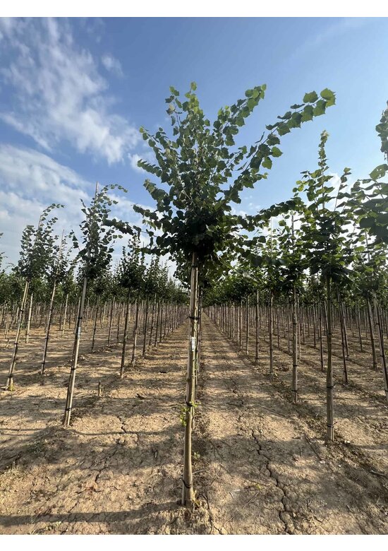 Mongolische Linde 'Buda' | Tilia mongolica 'Buda'