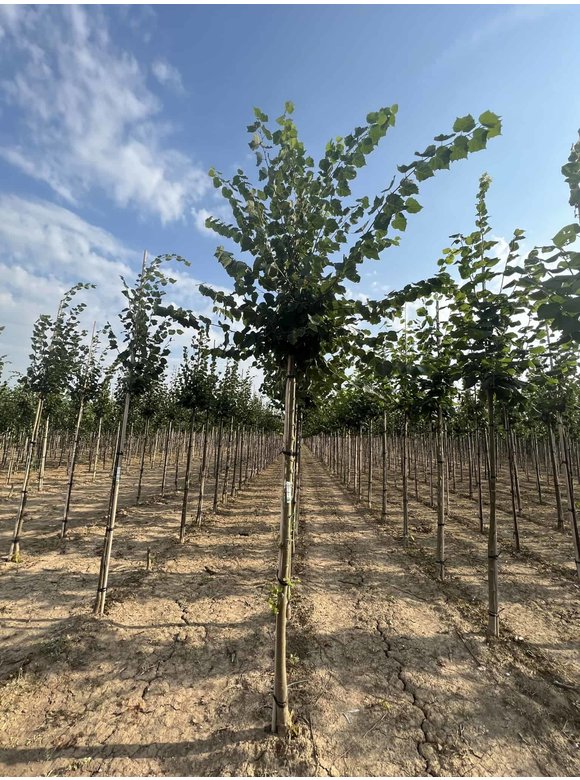 Mongolische Linde 'Buda' | Tilia mongolica 'Buda' Mongolische Linde 'Buda' | Tilia mongolica 'Buda'