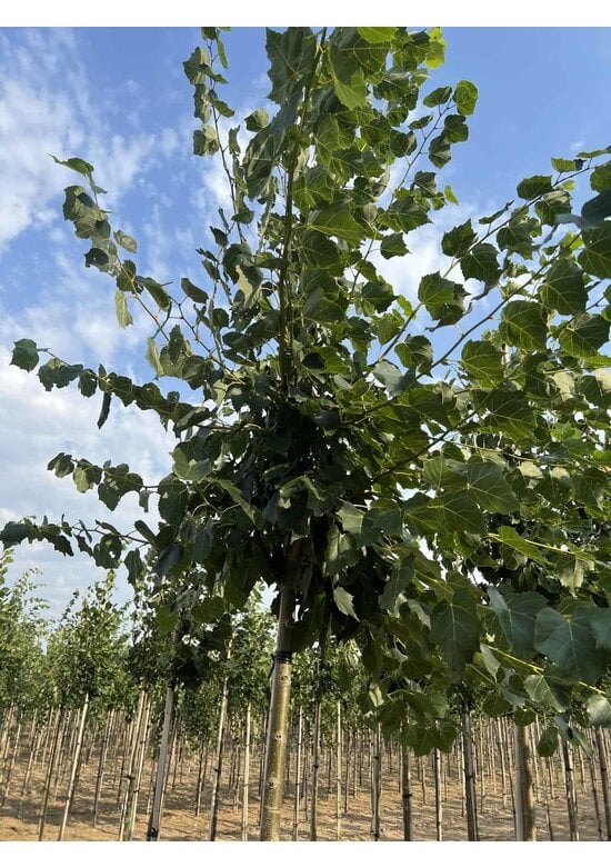 Mongolische Linde 'Buda' | Tilia mongolica 'Buda'