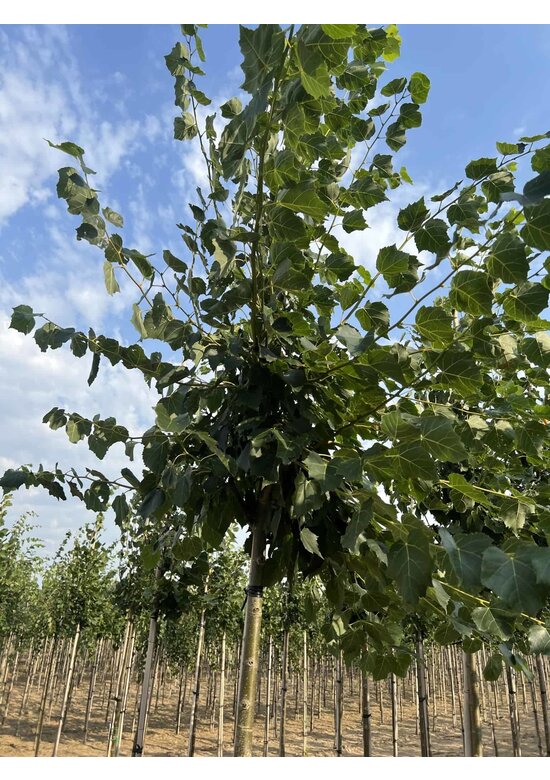 Mongolische Linde 'Buda' | Tilia mongolica 'Buda'