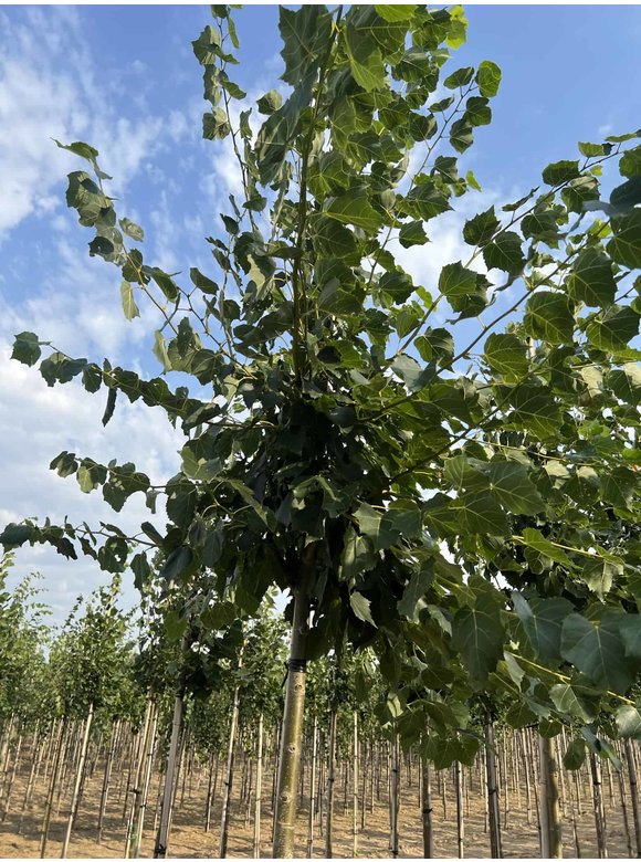 Mongolische Linde 'Buda' | Tilia mongolica 'Buda' Mongolische Linde 'Buda' | Tilia mongolica 'Buda'