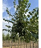 Mongolische Linde 'Buda' | Tilia mongolica 'Buda'