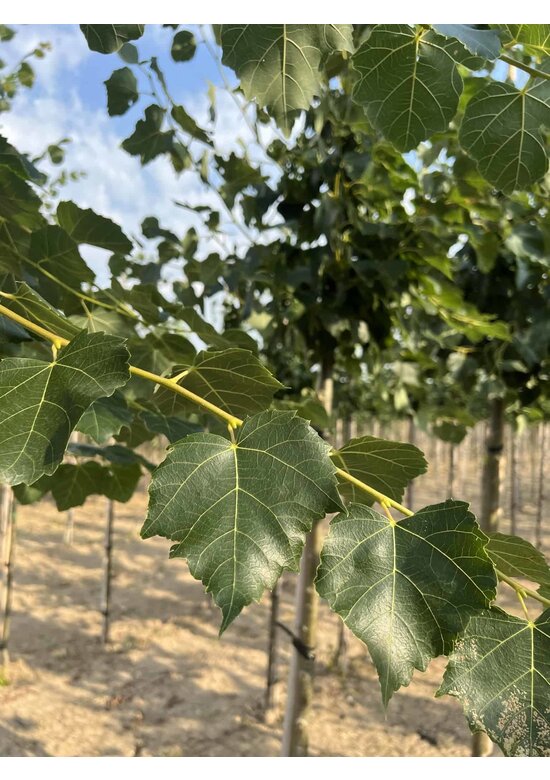 Mongolische Linde 'Buda' | Tilia mongolica 'Buda'