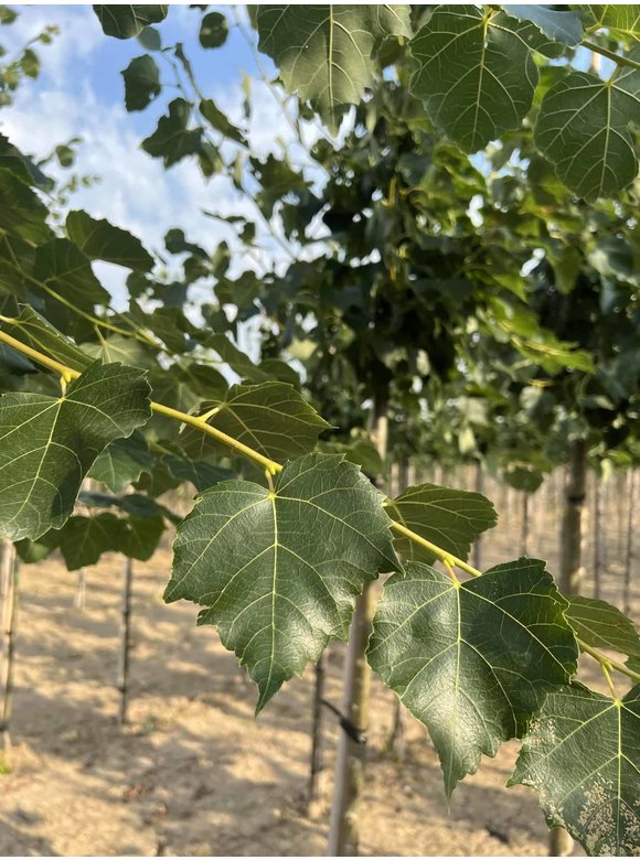 Mongolische Linde 'Buda' | Tilia mongolica 'Buda' Mongolische Linde 'Buda' | Tilia mongolica 'Buda'