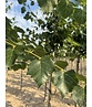 Mongolische Linde 'Buda' | Tilia mongolica 'Buda'