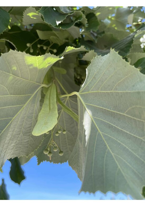 Silber-Linde 'Brabant' | Tilia tomentosa 'Brabant' Silber-Linde 'Brabant' | Tilia tomentosa 'Brabant'