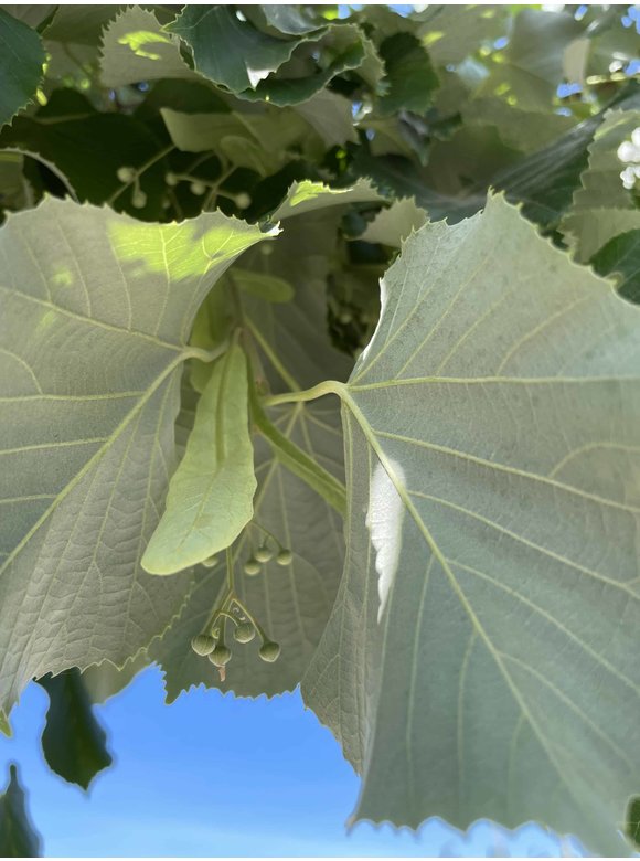 Silber-Linde 'Brabant' | Tilia tomentosa 'Brabant' Silber-Linde 'Brabant' | Tilia tomentosa 'Brabant'