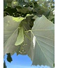 Silber-Linde 'Brabant' | Tilia tomentosa 'Brabant'