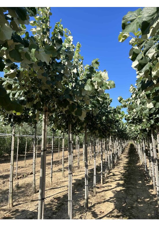 Silber-Linde 'Brabant' | Tilia tomentosa 'Brabant' Silber-Linde 'Brabant' | Tilia tomentosa 'Brabant'