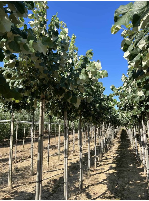 Silber-Linde 'Brabant' | Tilia tomentosa 'Brabant' Silber-Linde 'Brabant' | Tilia tomentosa 'Brabant'
