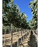 Silber-Linde 'Brabant' | Tilia tomentosa 'Brabant' Silber-Linde 'Brabant' | Tilia tomentosa 'Brabant'