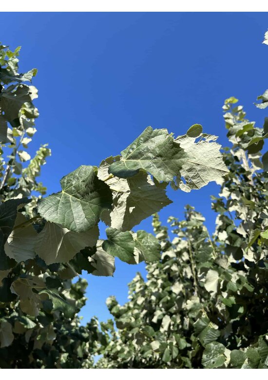 Silber-Linde 'Brabant' | Tilia tomentosa 'Brabant' Silber-Linde 'Brabant' | Tilia tomentosa 'Brabant'