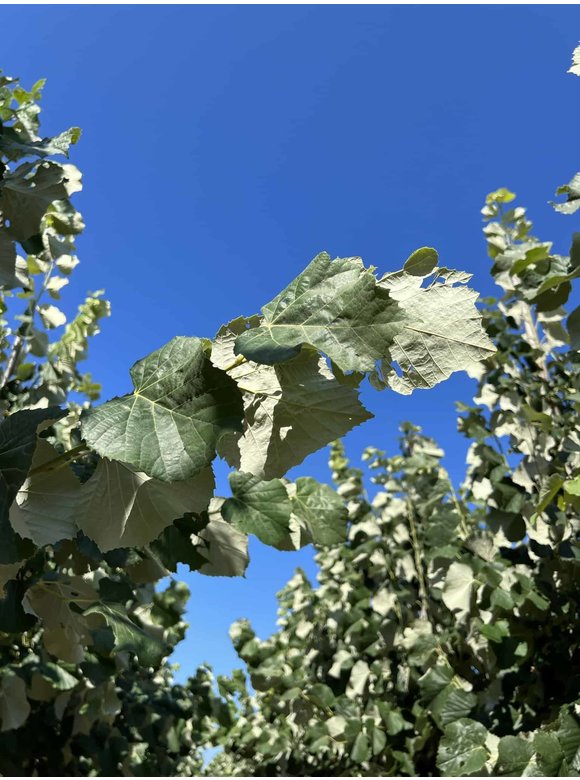 Silber-Linde 'Brabant' | Tilia tomentosa 'Brabant' Silber-Linde 'Brabant' | Tilia tomentosa 'Brabant'