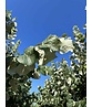 Silber-Linde 'Brabant' | Tilia tomentosa 'Brabant' Silber-Linde 'Brabant' | Tilia tomentosa 'Brabant'