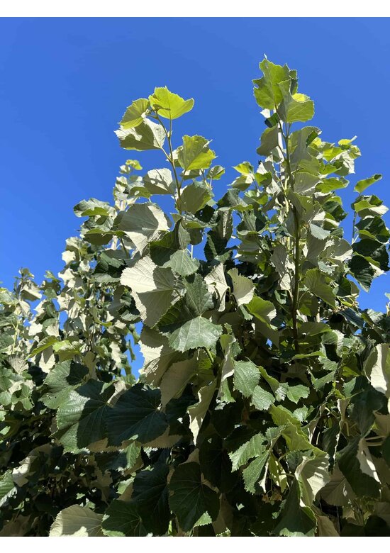 Silber-Linde 'Brabant' | Tilia tomentosa 'Brabant' Silber-Linde 'Brabant' | Tilia tomentosa 'Brabant'
