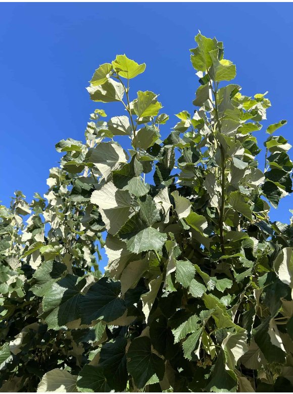 Silber-Linde 'Brabant' | Tilia tomentosa 'Brabant' Silber-Linde 'Brabant' | Tilia tomentosa 'Brabant'