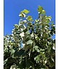 Silber-Linde 'Brabant' | Tilia tomentosa 'Brabant' Silber-Linde 'Brabant' | Tilia tomentosa 'Brabant'
