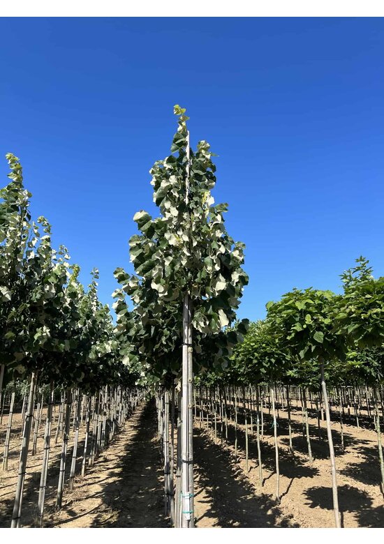 Silber-Linde 'Brabant' | Tilia tomentosa 'Brabant' Silber-Linde 'Brabant' | Tilia tomentosa 'Brabant'