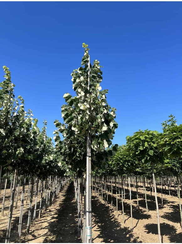 Silber-Linde 'Brabant' | Tilia tomentosa 'Brabant' Silber-Linde 'Brabant' | Tilia tomentosa 'Brabant'