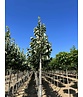 Silber-Linde 'Brabant' | Tilia tomentosa 'Brabant' Silber-Linde 'Brabant' | Tilia tomentosa 'Brabant'