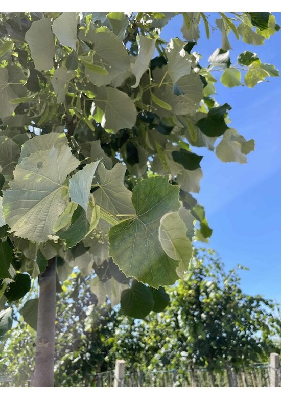 Silber-Linde 'Brabant' | Tilia tomentosa 'Brabant' Silber-Linde 'Brabant' | Tilia tomentosa 'Brabant'