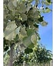 Silber-Linde 'Brabant' | Tilia tomentosa 'Brabant' Silber-Linde 'Brabant' | Tilia tomentosa 'Brabant'