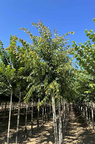 Ulme 'Frontier' | Ulmus 'Frontier'