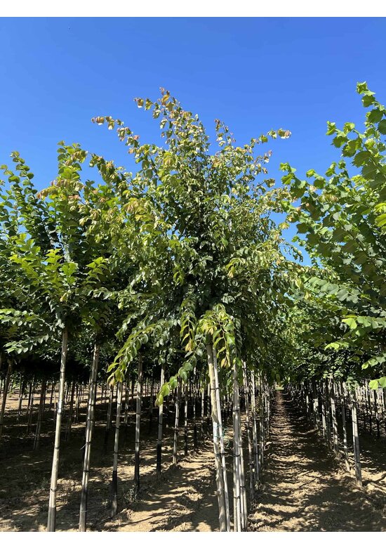 Ulme 'Frontier' | Ulmus 'Frontier'