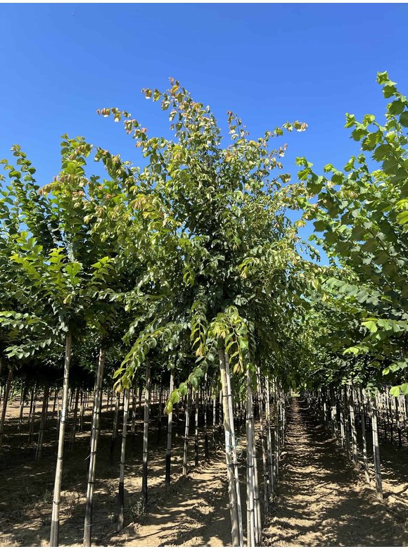 Ulme 'Frontier' | Ulmus 'Frontier' Ulme 'Frontier' | Ulmus 'Frontier'