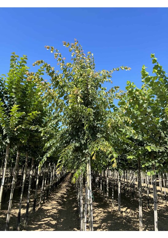 Ulme 'Frontier' | Ulmus 'Frontier'