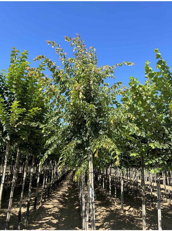 Ulme 'Frontier' | Ulmus 'Frontier' Ulme 'Frontier' | Ulmus 'Frontier'