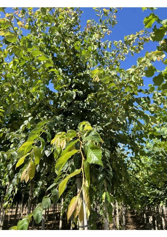 Ulme 'Frontier' | Ulmus 'Frontier'