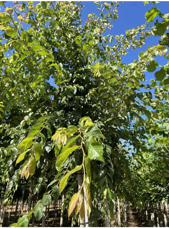 Ulme 'Frontier' | Ulmus 'Frontier' Ulme 'Frontier' | Ulmus 'Frontier'