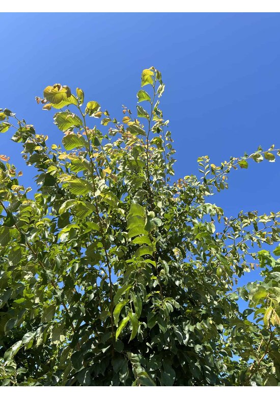 Ulme 'Frontier' | Ulmus 'Frontier'