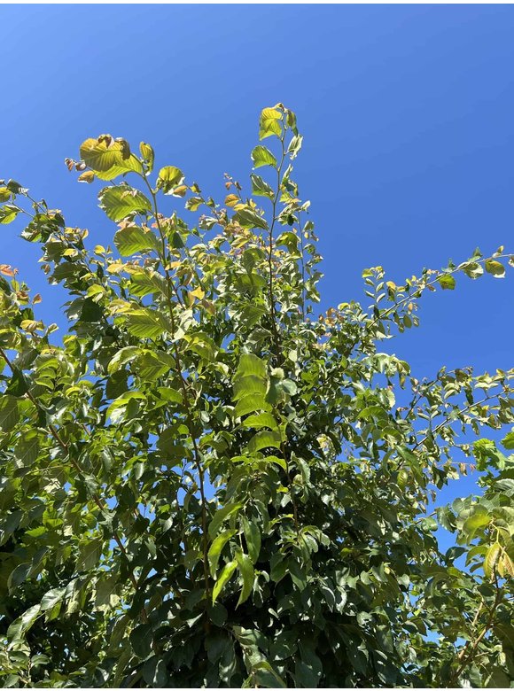 Ulme 'Frontier' | Ulmus 'Frontier' Ulme 'Frontier' | Ulmus 'Frontier'