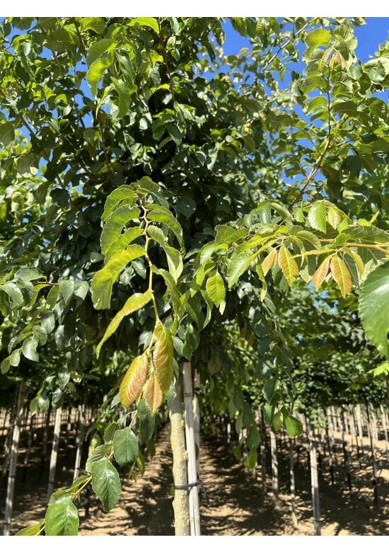 Ulme 'Frontier' | Ulmus 'Frontier'